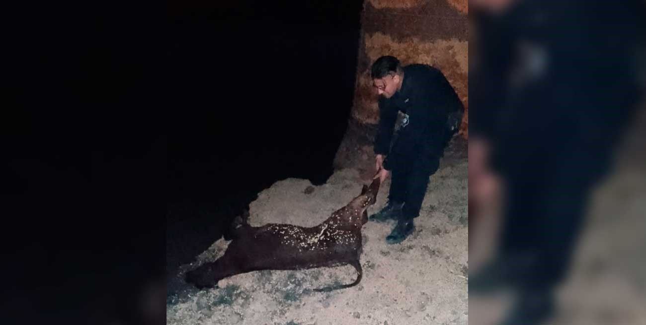 El robo de un ternero terminó con detenido en Santo Tomé