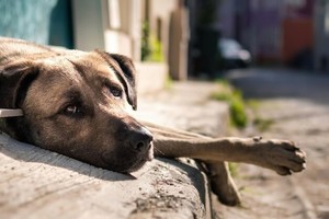 Se estima que hay alrededor de 900 millones de perros en el mundo, aunque es un número aproximado porque hay muchos lugares donde es difícil realizar un conteo. Imagen en Freepik