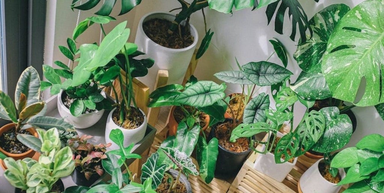 Botánicos cambian más de 200 nombres científicos de plantas que contienen referencias racistas