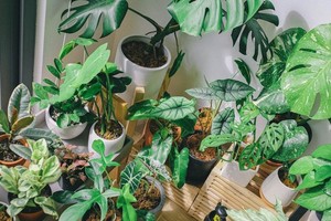 El origen de la palabra “caffra”, utilizada en forma extendida en el rubro, es un insulto contra personas negras. Foto: www.pexels.com