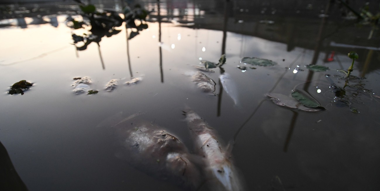 Cuáles son las hipótesis sobre la mortandad de peces en los diques del Puerto de Santa Fe