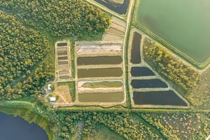 Puerto Las Palmas (PLP) y Patagonia trabajaron para crear un círculo virtuoso donde la cosecha de arroz alimente positivamente al ecosistema en el que vive el pacú y viceversa. Gentileza: Puerto Las Palmas