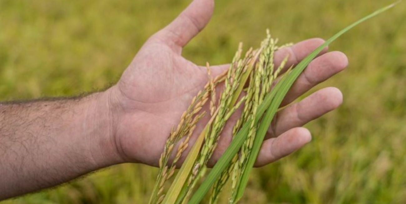 Más volumen y más dólares: el arroz logró su mejor valor exportado desde 2014