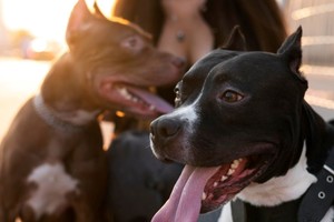 La investigación se realizó con 18 perros y sus respectivos dueños