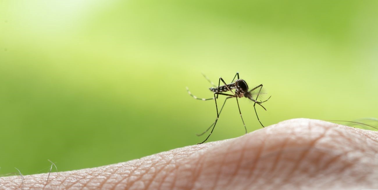 ¿Cuál es la situación actual del dengue en Santa Fe y en el país?