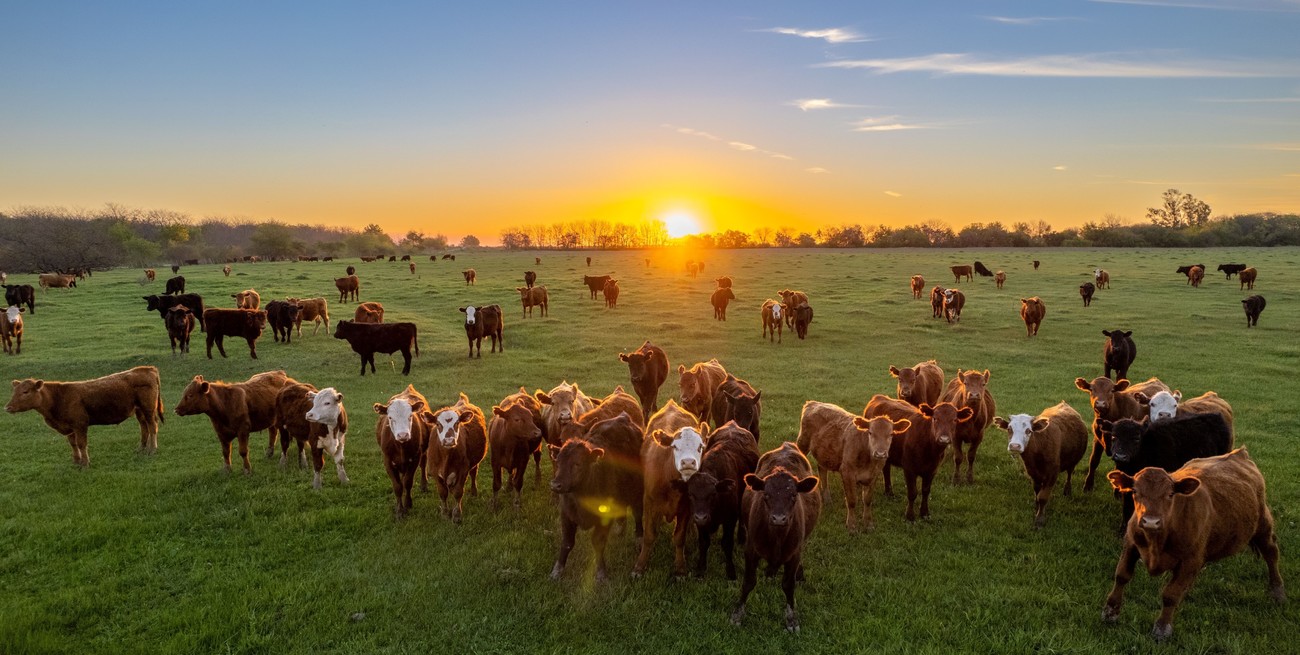 Invernada: con corrales bien nutridos, se refuerza el traslado de hacienda hacia otros campos
