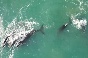 Ballenas en Mar del Plata. 