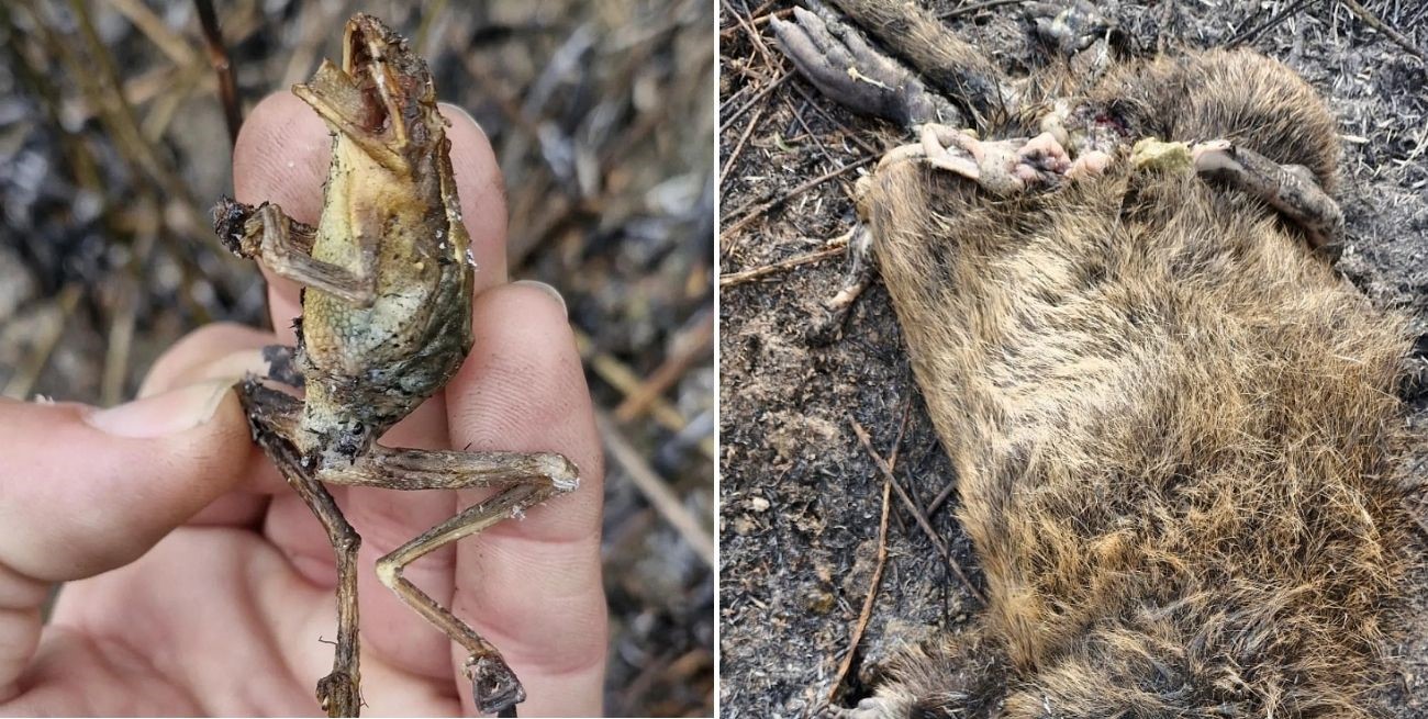 Incendio en la Reserva Natural Urbana del Oeste: el Concejo exige aclarar las causas