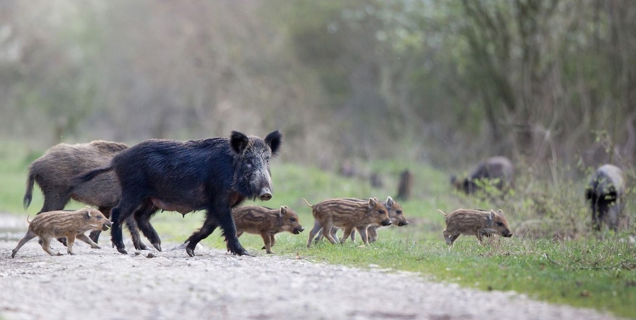 Habilitaron la caza de especies exóticas en la provincia de Santa Fe