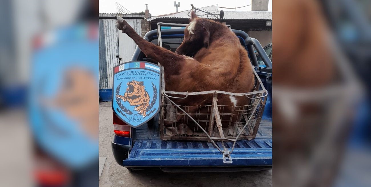 Coronda: detuvieron a cinco personas mientras bajaban en la costa un vacuno para ser faenado