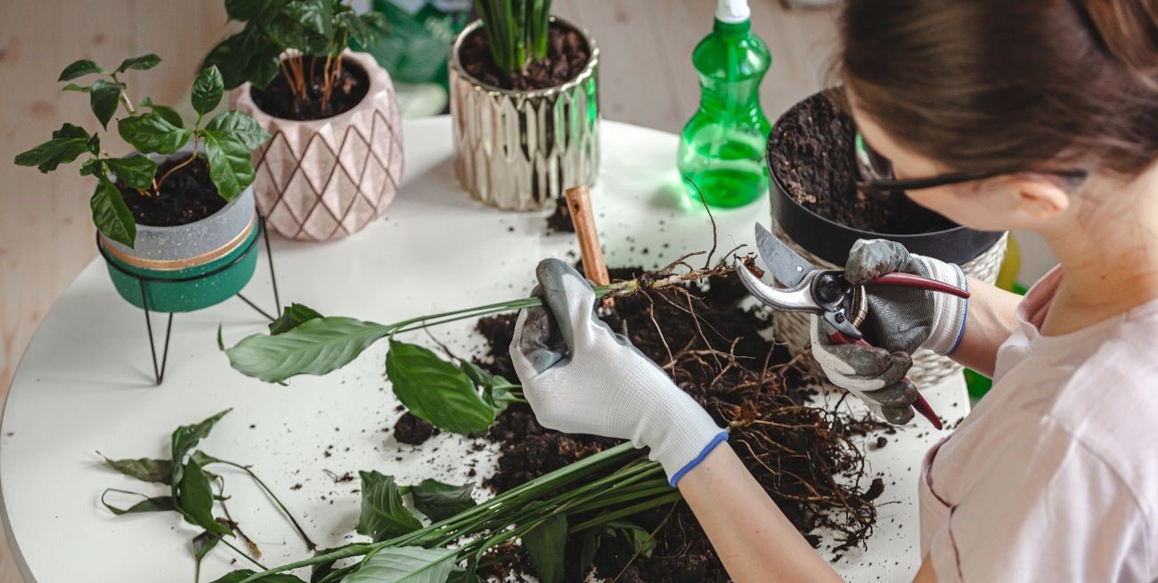 Cómo elegir plantas duraderas para transformar tu cocina en un espacio verde