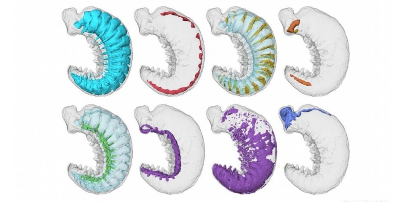 Hallaron un diminuto fósil de 520 millones de años con cerebro y vísceras