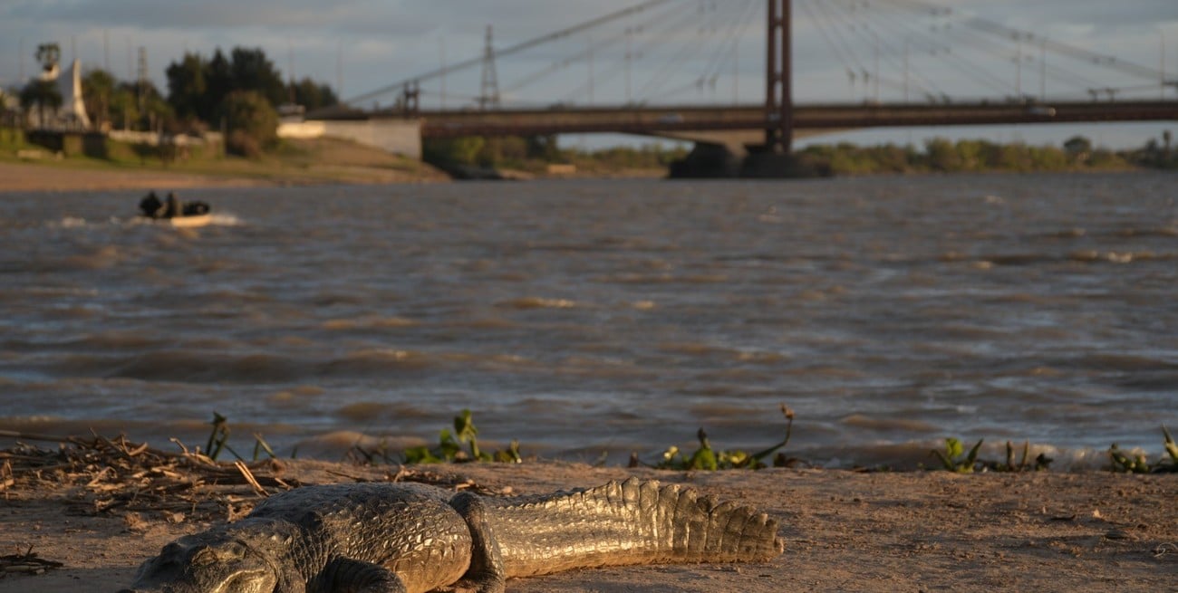 Un enorme yacaré apareció en la costanera de Santa Fe