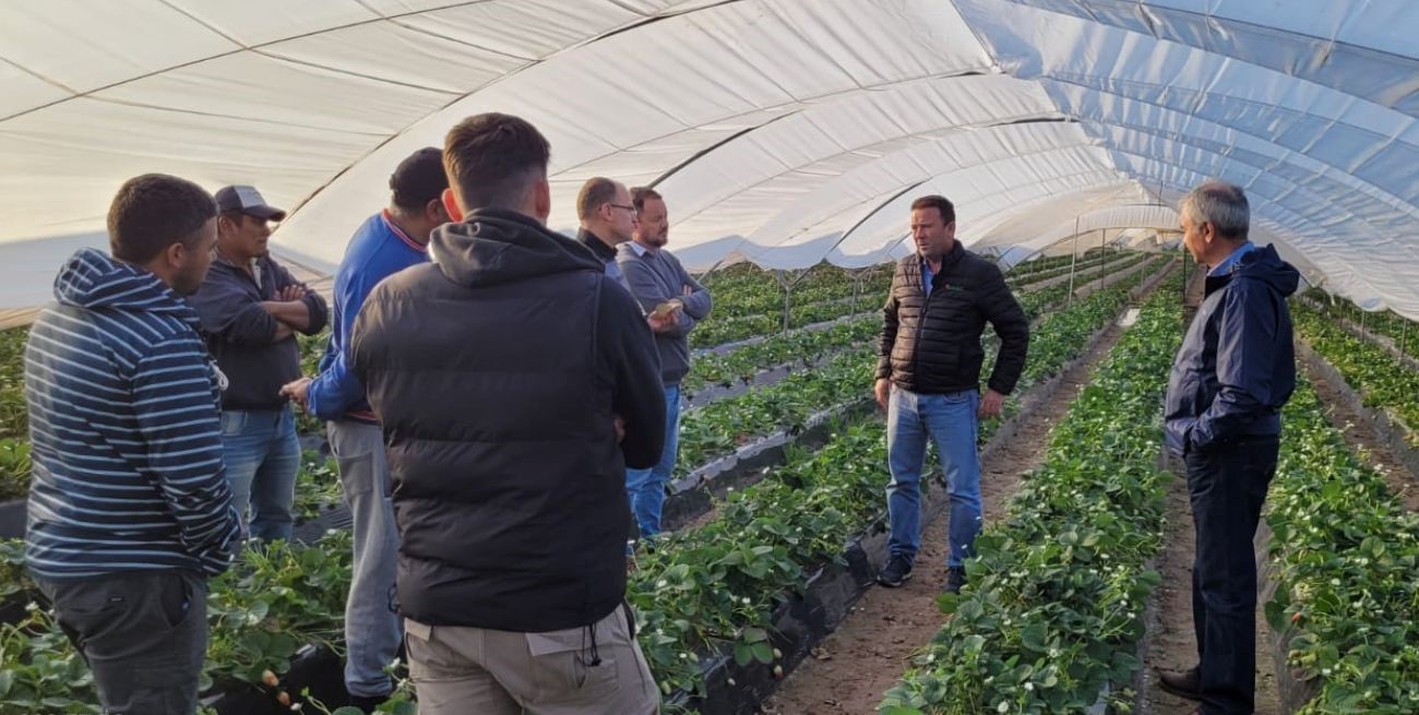 Tras la afectación por las heladas, la frutilla corondina ensaya nuevas variedades y sistemas