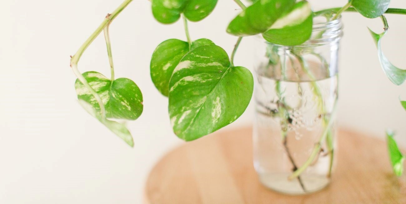 Propaga tu potus en agua siguiendo estos trucos infalibles 