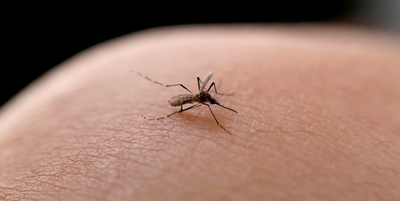 El gobierno santafesino compra  140.000 dosis de vacuna contra el dengue