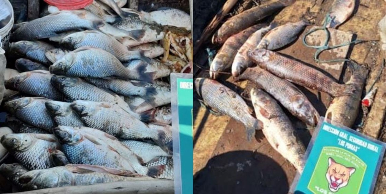 Secuestran más de 1500 piezas ictícolas en zonas ribereñas y accesos de la provincia de Santa Fe