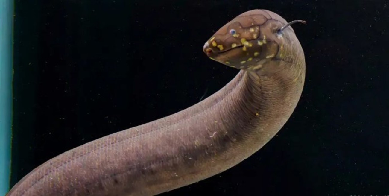 Este pez tiene el genoma más grande del mundo animal y puede encontrarse en Argentina