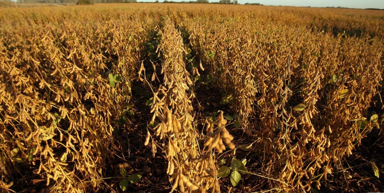 Soja: proyectan márgenes brutos para productores de hasta 15% por debajo del ciclo 2023/24