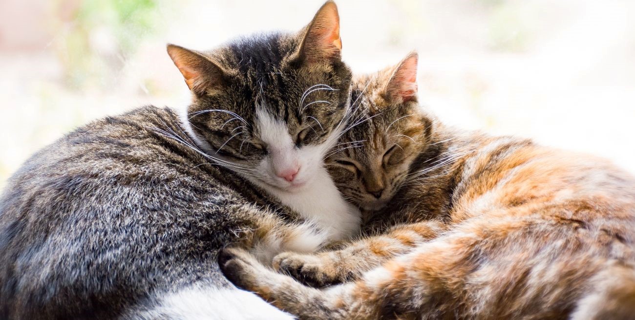 ¿Qué significa el ronroneo de los gatos y por qué lo hacen?
