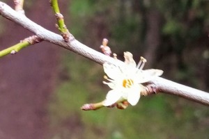 "Unos mínimos pétalos blancos irrumpen en la orfandad del ciruelo y me sorprendo (...)". Gentileza 