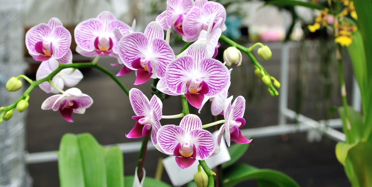 Secretos del Feng Shui: cómo las orquídeas atraen riqueza, amor y energía positiva