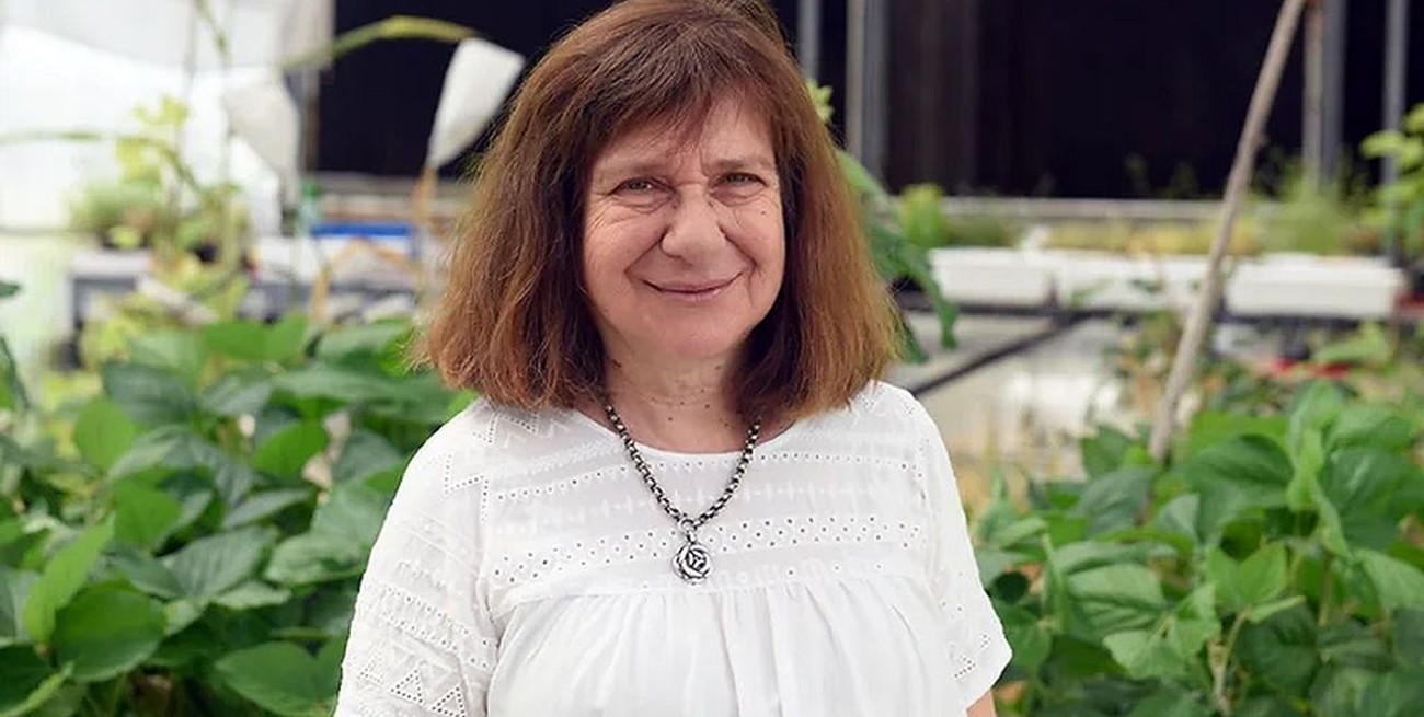 Estados Unidos aprobó un trigo transgénico desarrollado por una santafesina