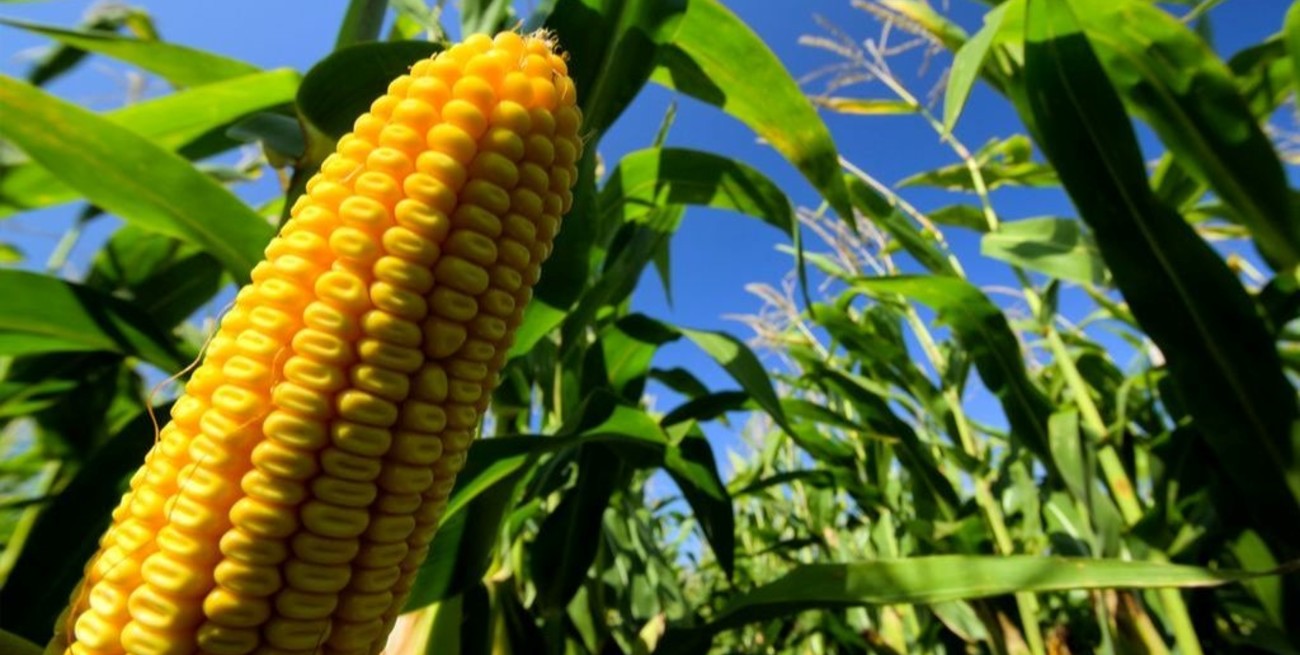 La cadena maicera muestra su potencial