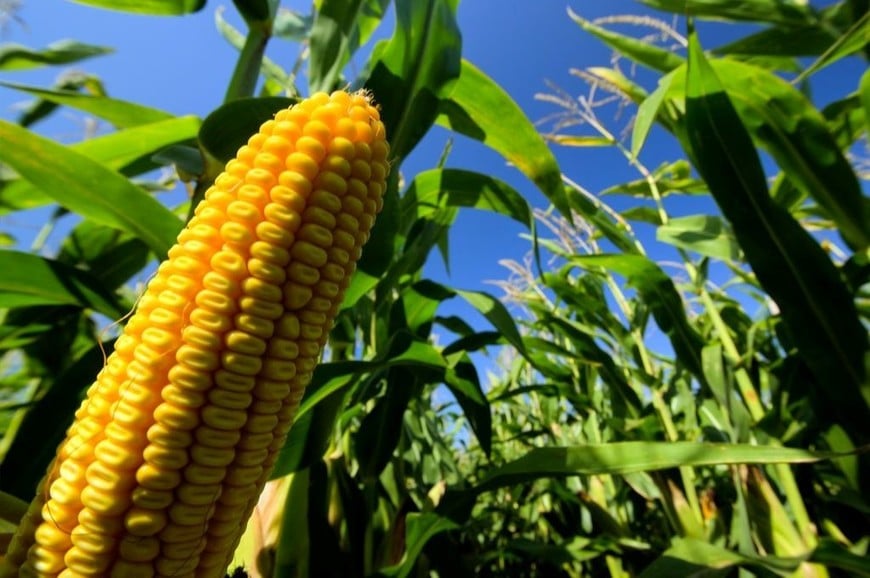 Fuerte crecimiento del warrant como herramienta clave de financiamiento  agroindustrial