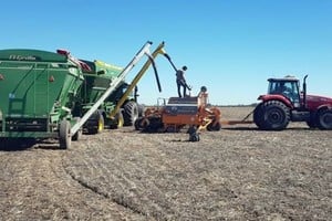 la intención de siembra de maíz para el ciclo agrícola 2026/27 alcanzaría las 570.000 hectáreas