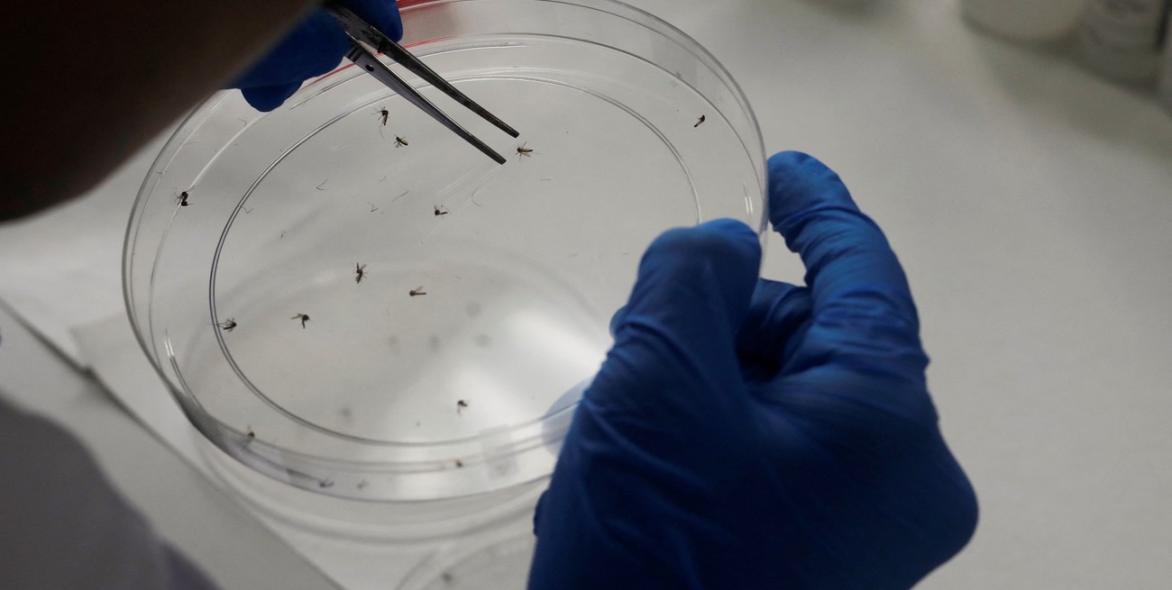 Dengue: recomiendan vacunarse en invierno para inmunizarse antes del verano