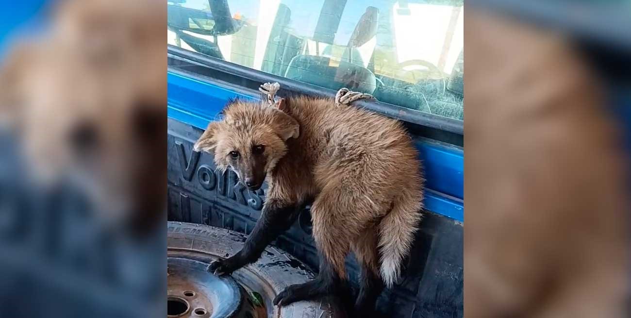 Liberaron un aguará guazú tras haber sido encontrado en Cacique Ariacaiquín