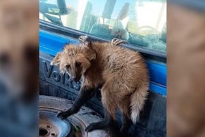 El animal fue capturado, puesto a resguardo y luego liberado.