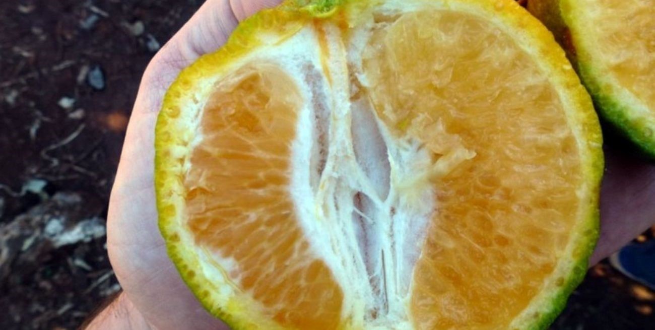 Senasa detectó HLB en Malabrigo, una gran amenaza para los cítricos