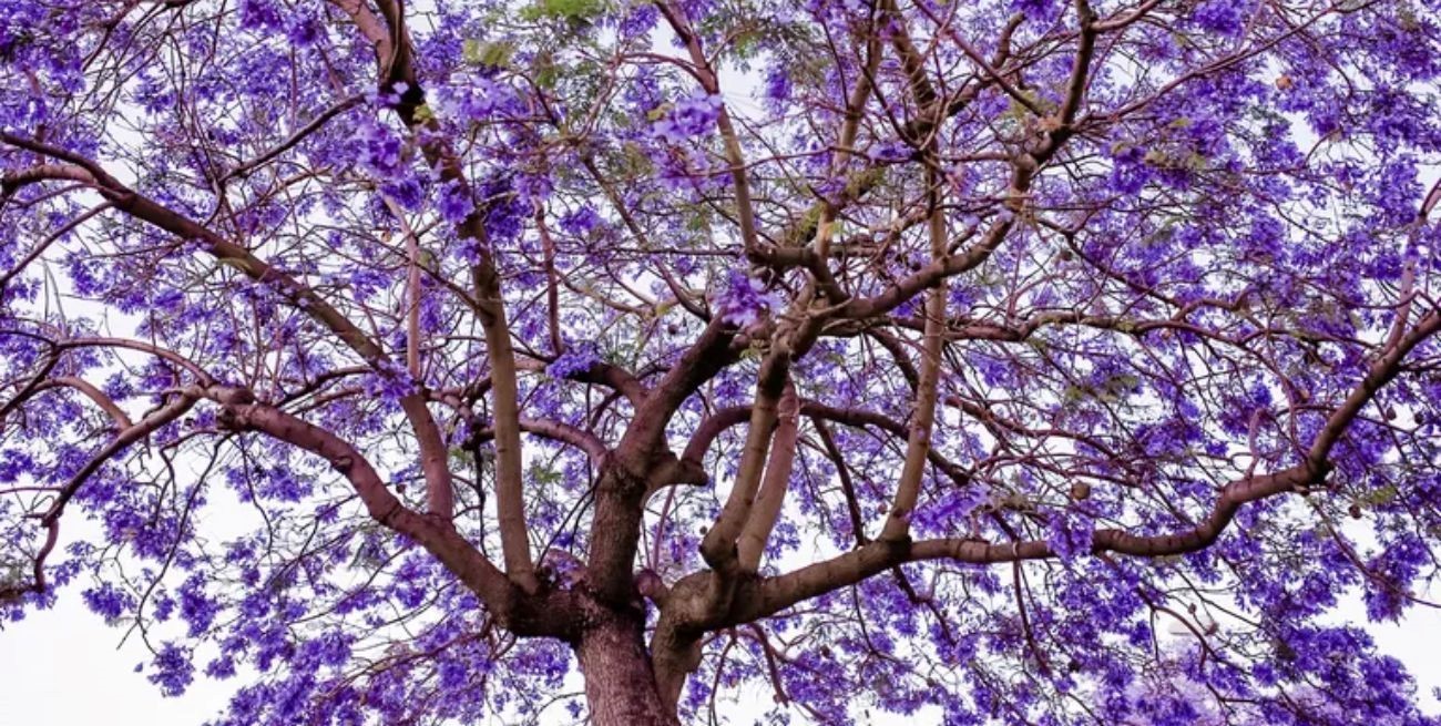 Firmat declaró al Jacarandá y al Carpintero Real como símbolos locales