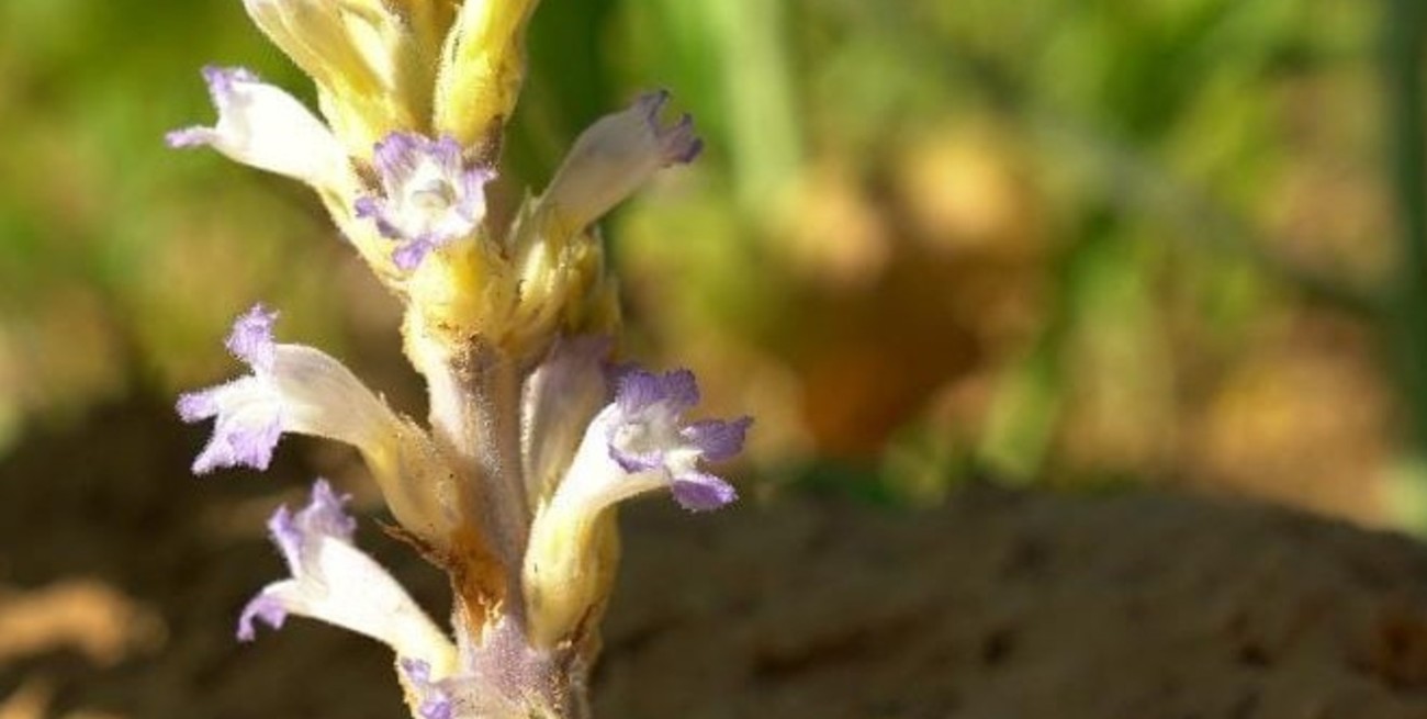 Lo que faltaba: se acerca una maleza parásita del girasol