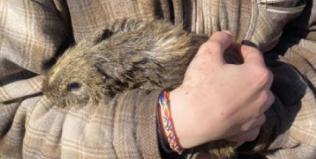 Venado Tuerto: bomberos rescataron un cobayo atrapado en un desagüe