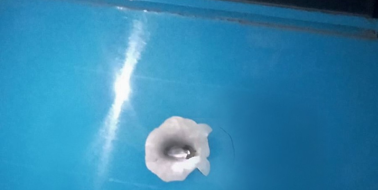 Rosario: atacaron a tiros un colectivo mientras circulaba por la zona sur
