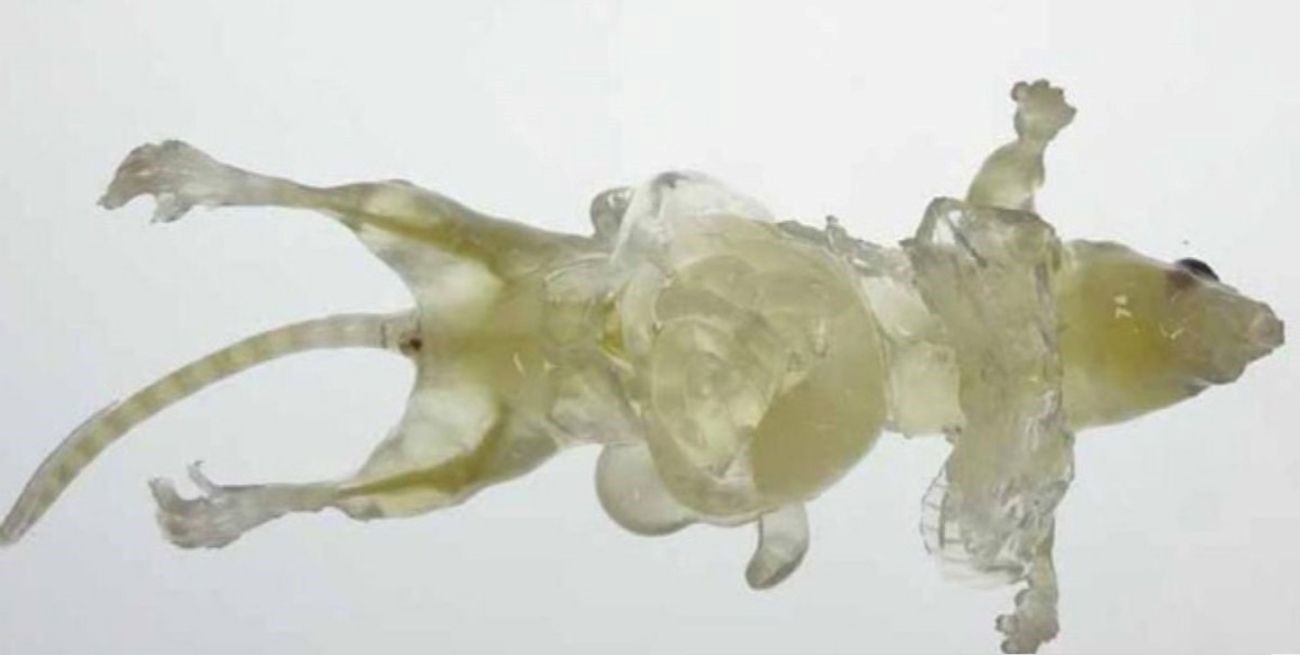 Científicos lograron el fenómeno de invisibilidad en ratones 
