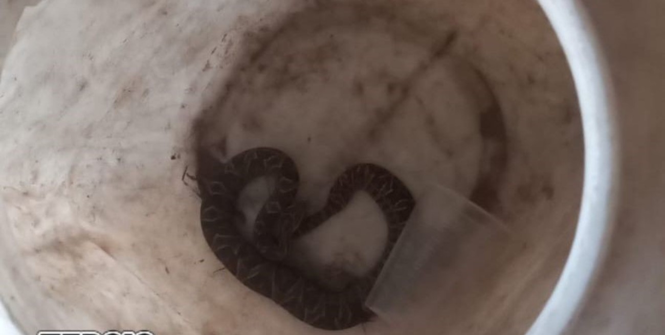 Santa Fe: encontraron una yarará en la puerta de un hotel de la Costanera Este