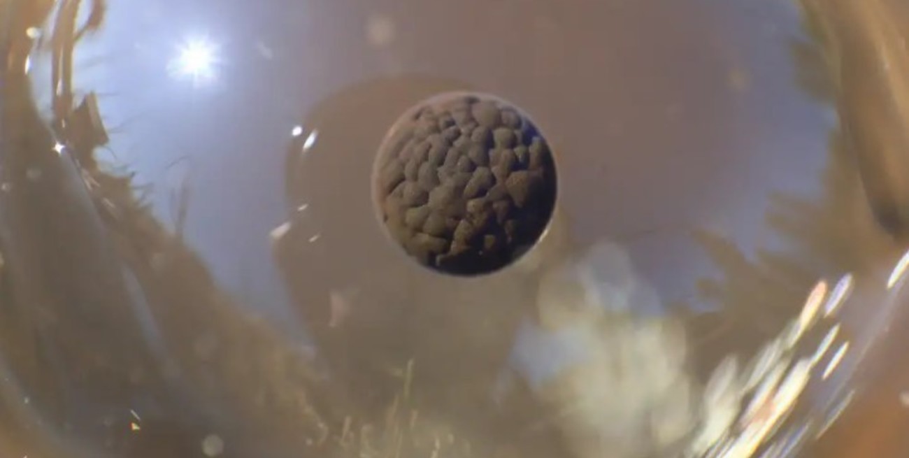 Ni vivos ni muertos: estos organismos podrían estar en un "tercer estado" biológico