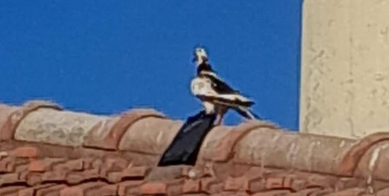 Fotografiaron a una paloma a punto de ingresar un teléfono a la Cárcel de Coronda