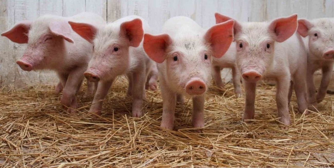 Acusados de robar lechones en María Teresa quedan en libertad tras un acuerdo judicial