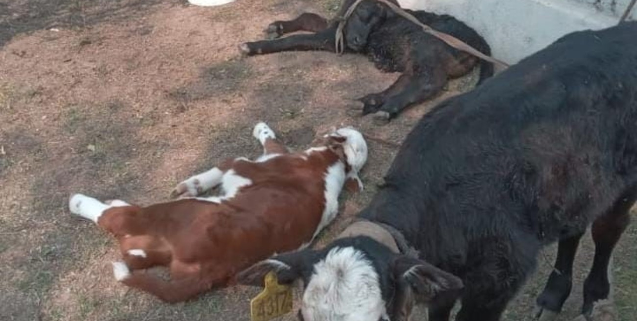 En Angélica: cuatro detenidos y recupero de animales sustraídos