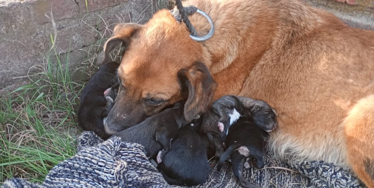 Rescataron 8 cachorritos y a su mamá desde una alcantarilla en Santo Tomé