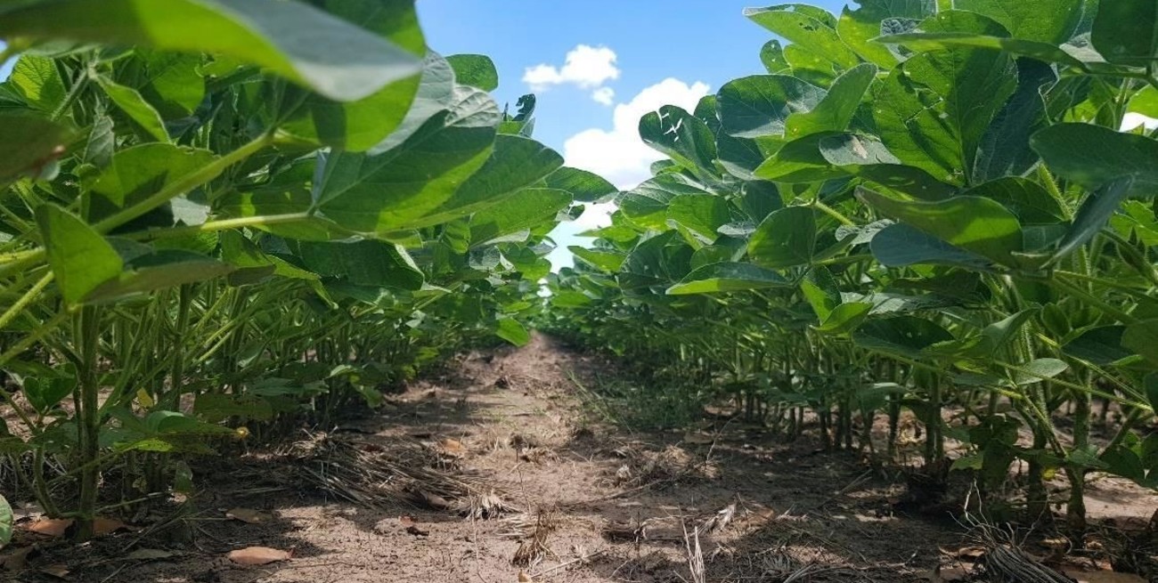 Las lluvias cambiaron las condiciones y los cultivos siguieron en carrera