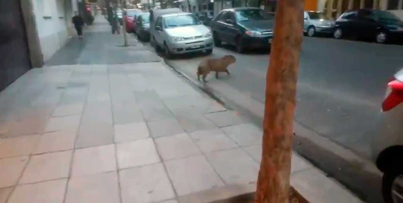 Un carpincho sorprendió a los porteños en barrio Recoleta