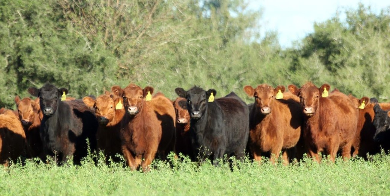 Ganadería: el gobierno nacional puso fin a la obligación del peso mínimo de faena