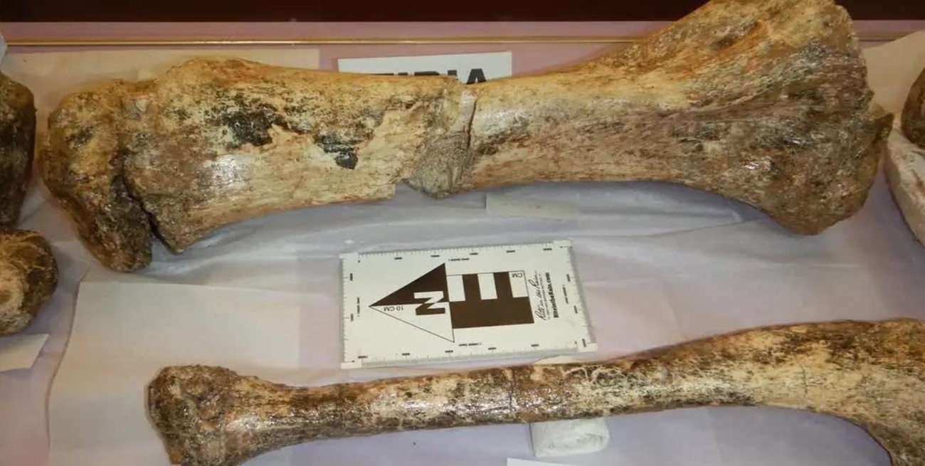 Encontraron restos de tres mastodontes de hace 11 mil años en Perú