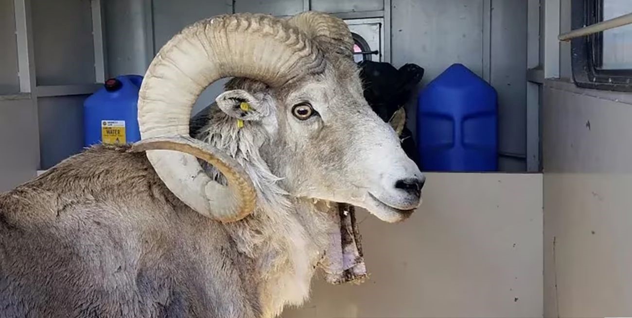 Un hombre en Estados Unidos fue sentenciado por clonar ilegalmente ovejas gigantes